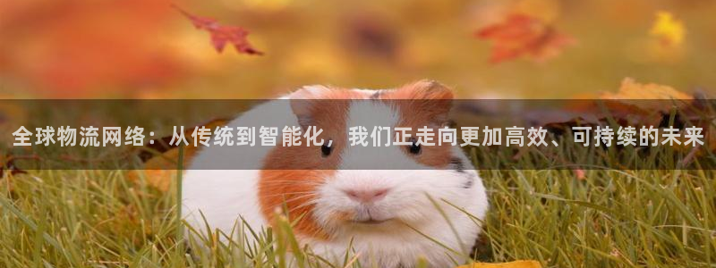 多多28app能退款吗：全球物流网络