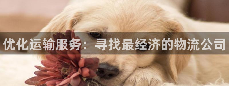 多多28注册网页：优化运输服务：寻找